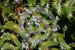 Flowering plant of Mahonia x media.