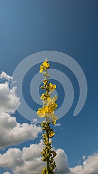 Flowering plant Mullein meadow against the sky
