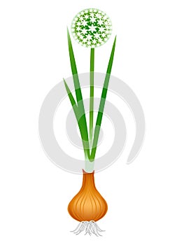 Flowering plant onion with roots isolated on white background.