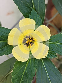 flowering plant of the Passifloraceae