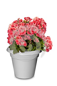 flowering plant with pink scarlet flowers in white pot