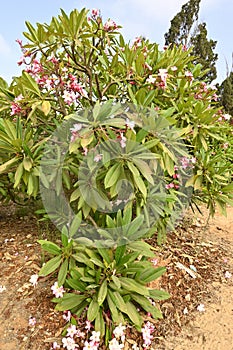Flowering plant Plumeria rubra