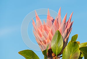 Flowering plant protea cynaroides outdoor