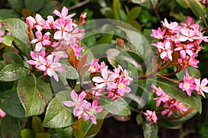 Flowering plant of Rhaphiolepis umbellata, Rosaceae. Evergreen shrub photo