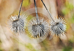 Flowering plant with sharp quills in the asteraceae family