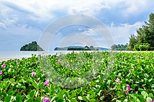 Flowering plant in the shore