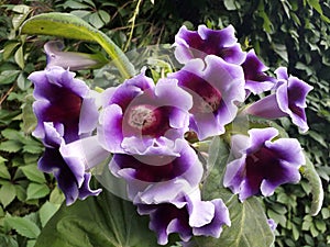 Flowering plant Sinningia speciose Gloxinia with purple flowers.