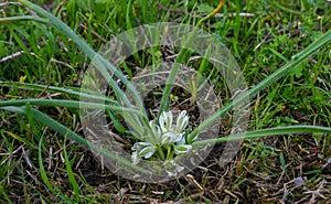 Flowering plant of the steppe Red Book species Poultryman (Ornithogalum sp.) in the Danube region of Ukraine