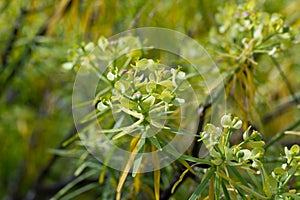 Blooming Euphorbia regis-jubae photo
