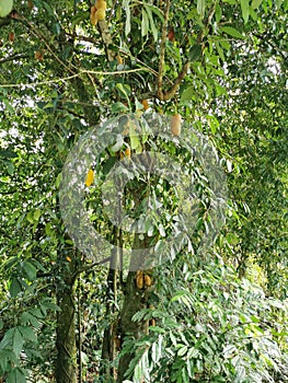 Flowering plant tree of Artocarpus odoratissimus or terap. photo