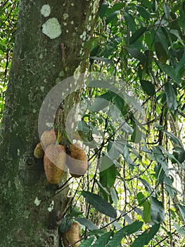 Flowering plant tree of Artocarpus odoratissimus or terap.