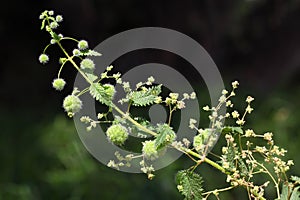Flowering plant of Urtica pilulifera, Roman nettle, family Urticaceae. Wildflowers. Macro photo