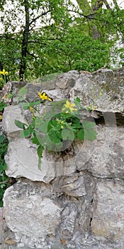 Flowering plant on the wall of old stone. Contrast living plant and dead stone. A symbol of the desire for life and growth.