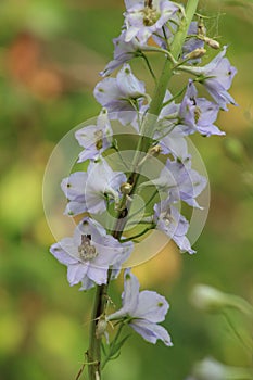 Flowering plant weed broomrape