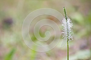 Flowering Plantago media hoary plantain space for your text.