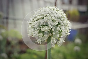 Flowering planted home-grown onions Allium cepa. White onion flower. Common onion plantation at spring time. Agricultural