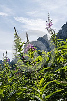 Flowering plants, Belianske Tatras mountain, Slovakia