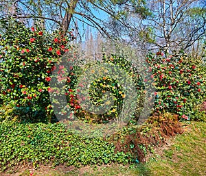 The flowering plants in Camellia Park of Locarno, Switzerland