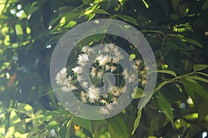 flowering plants coupled with the bright morning sun and green leaves