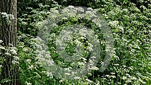 Flowering plants of Cow Parsley.