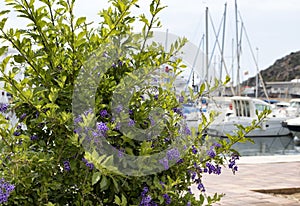 Flowering plants in front of boats