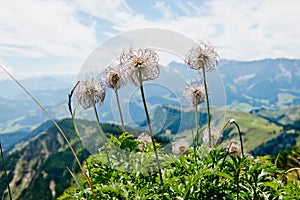 Flowering plants in the German Alps