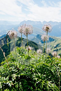 Flowering plants in the German Alps