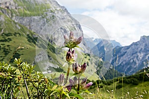 Flowering plants in the German Alps