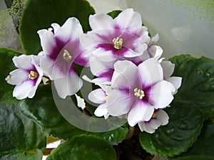 Flowering plants for home and garden. Usambara violet.