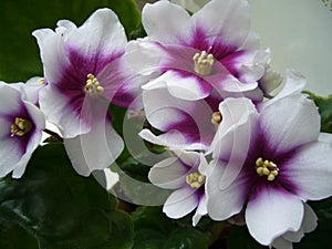 Flowering plants for home and garden. Usambara violet.