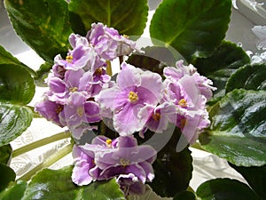 Flowering plants for home and garden. Usambara violet.