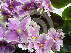 Flowering plants for home and garden. Usambara violet.