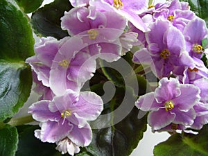 Flowering plants for home and garden. Usambara violet.