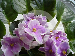 Flowering plants for home and garden. Usambara violet.