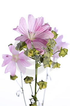 Medicinal plant from my garden: Malva sylvestris  common mallow  flowers and seeds / fruits isolated on white background