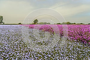 Flowering plants on the large fields of a Dutch flower seed nursery