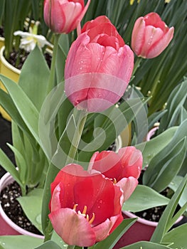 Flowering plants pink tulips in flower pot