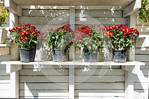 Flowering plants in pots on a wall