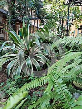 Flowering plants produce a coolness of human sight