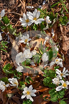 Flowering plants on the sand dunes in spring in a state park. Indiana Dunes National Lakeshore, USA