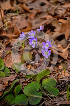 Flowering plants on the sand dunes in spring in a state park. Indiana Dunes National Lakeshore, USA