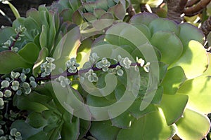Flowering plants, Succulent, Succulents Aloe, Agave in a flower bed on Catalina Island in the Pacific Ocean