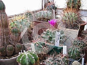 Flowering Plants Thelocactus Freudenbergii Among Lobbies, Ferrocacti, Parodies and Other Succulents