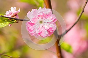 Flowering plum