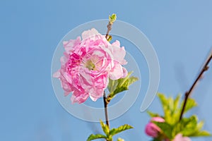 Flowering plum