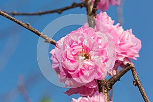 Flowering plum