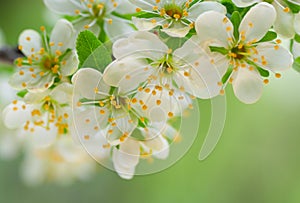 Flowering plum