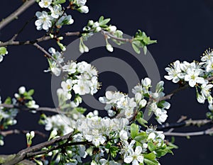 Flowering plum background black