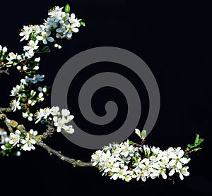 Flowering plum black background