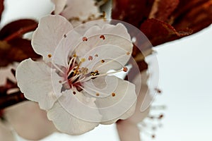 Flowering plum blossom